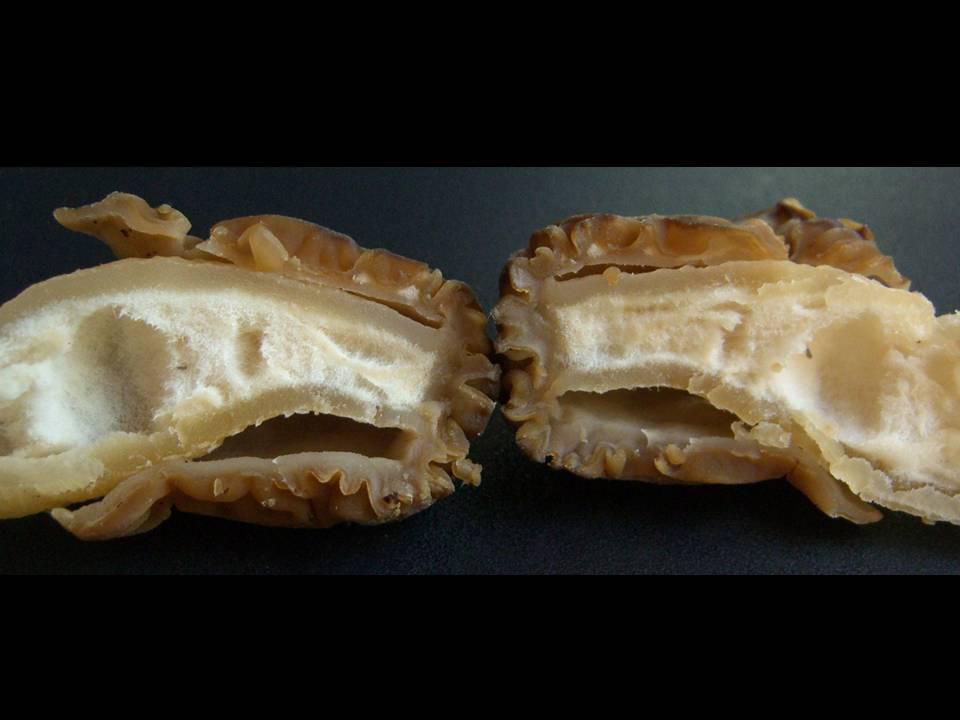 Verpa bohemica Midwest American Mycological Information